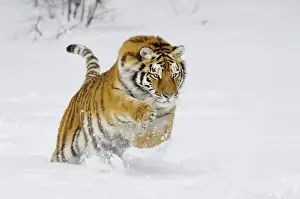 Boy's Bedroom Prints: Siberian Tiger / Amur Tiger - in winter snow. C3A2368