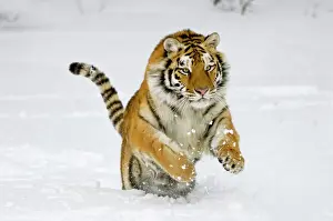 Jumping Prints: Siberian Tiger / Amur Tiger - in winter snow. C3A2373