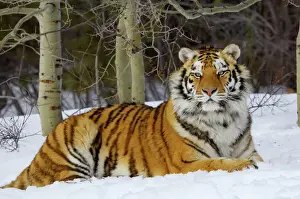 Siberian Tiger / Amur Tiger - in winter snow. CXA1105