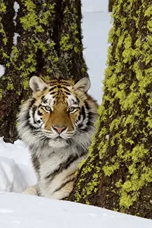 Stock Prints: Siberian Tiger / Amur Tiger - in winter snow. CXA1295