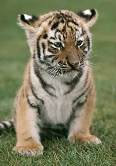Furry Prints: Siberian Tiger Cub Sitting down