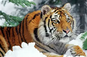 Siberian Tiger - endangered species