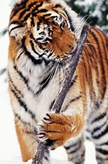 Siberian Tiger - Gnawing branch in snow