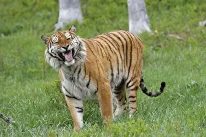 Scenting Prints: Siberian Tiger with Jacobson's organ