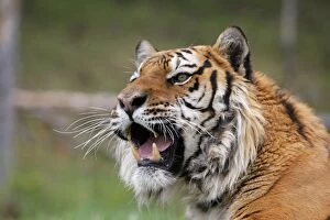 Images Dated 3rd June 2009: Siberian Tiger - with Jacobson's organ, which is an auxiliary olfactory sense organ to detect