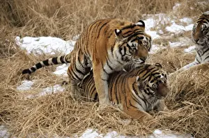 Siberian TIger - mating