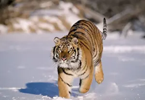 Tigers Prints: Siberian Tiger - Running in snow. Endangered Species