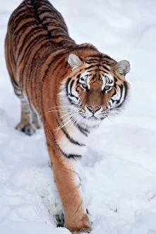 Images Dated 20th October 2010: Siberian Tiger - in snow
