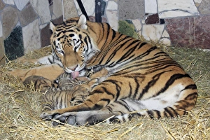 Images Dated 28th August 2008: Siberian Tiger - tigress with 5 three week old cubs, Hamm Zoo, Westfalia, Germany
