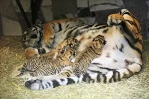 Images Dated 26th August 2008: Siberian Tiger - tigress with 5 three week old cubs, Hamm Zoo, Westfalia, Germany