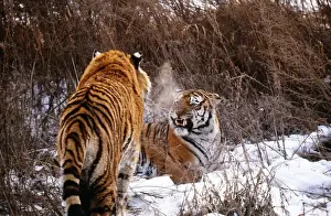 Angry Prints: Siberian Tiger WAT 3274 Panthera tigris altaica © M. Watson / ardea. com