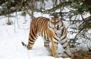 Images Dated 14th April 2011: Siberian Tiger WAT 7638 Snarling Panthera pardus orient © M. Watson / ardea. com