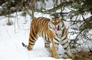 Snarling Prints: Siberian Tiger WAT 7638 Snarling Panthera pardus orient © M. Watson / ardea. com