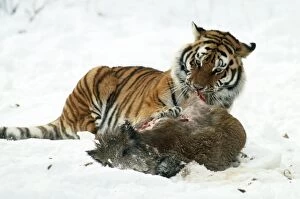Biting Gallery: Siberian Tiger - with Wild Boar prey