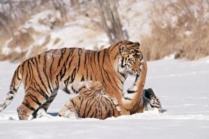 Images Dated 13th January 2011: Siberian Tigers TOM 443 Endangered species, play fighting. Panthera tigris © Tom & Pat Leeson