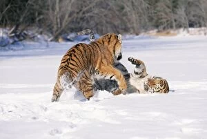 Images Dated 13th January 2011: Siberian Tigers TOM 444 Endangered species, play fighting. Panthera tigris © Tom & Pat Leeson