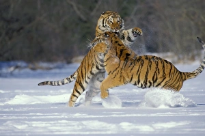 Play Fighting Collection: Siberian Tigers TOM 589 Fighting Panthera tigris altaica © Tom & Pat Leeson / ardea.com