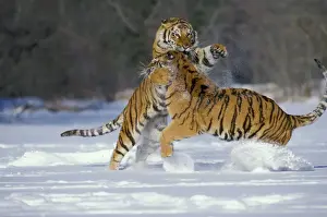 Agility Prints: Siberian Tigers TOM 589 Fighting Panthera tigris altaica © Tom & Pat Leeson / ardea