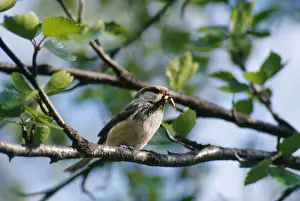 Siberian Tit - with insect in beak