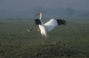Siberian White / Great White / Asiatic White CRANE - standing with wings and beak open