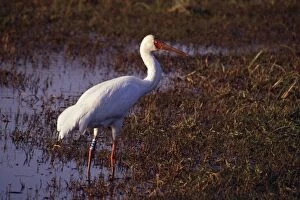 Images Dated 1st September 2011: Siberian White / Siberian / Snow Crane - Keoladeo National Park - Bharatpur - India