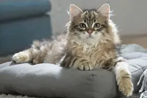 Siberien