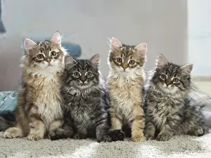 Siberien