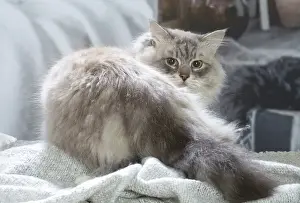 Siberien