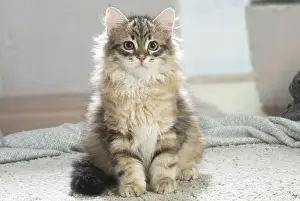 Siberien