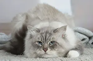 Siberien