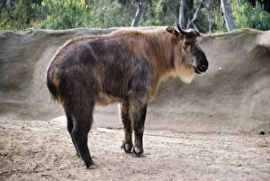 Images Dated 13th June 2005: Sichuan Takin Mts. Central China