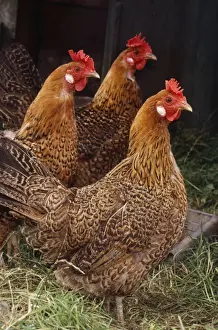 Sicilian Buttercup Chicken