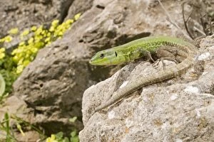 Images Dated 2nd April 2009: Sicilian Wall Lizard - in habitat