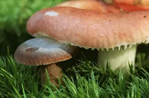 Gills Prints: the Sickener Fungi ME 392 Poisonous Russula emetica © Johan De Meester / ARDEA LONDON