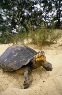 Side Necked Prints: Side-necked Turtle Rupununi, Guyana, South America