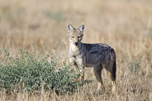 Images Dated 15th February 2006: Side-striped Jackal