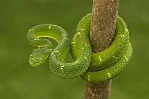 Images Dated 4th August 2011: Side-striped Palm-pitviper - Arboreal - Venomous - Captive - Costa Rica
