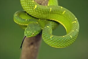 Images Dated 4th August 2011: Side-striped Palm-pitviper - Arboreal - Venomous - Captive - Costa Rica