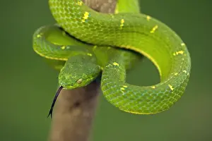 Bright Prints: Side-striped Palm-pitviper - Arboreal - Venomous - Captive - Costa Rica