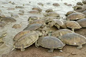 Llanos Prints: Sideneck Turtle - mass by water feeding Llanos, Venezuela