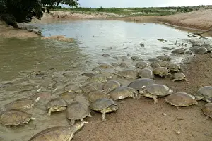 Llanos Prints: Sideneck Turtle - mass by water Llanos, Venezuela