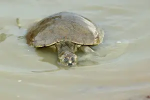 Llanos Prints: Sideneck Turtle - in water Llanos, Venezuela