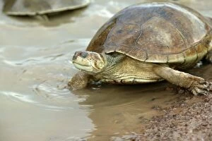 Sidenecked TURTLE - by water