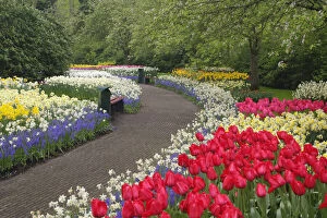 Images Dated 12th May 2011: Sidewalk through tulips, daffodils