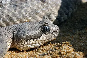 Sidewinder