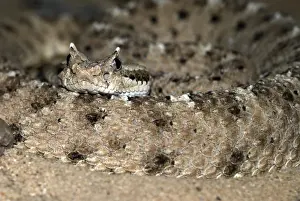 Sidewinder. Close up of head and coil. Southern Arizona, USA
