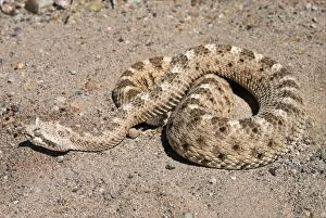 Images Dated 4th May 2007: Sidewinder. Coiled on sand. Arizona USA