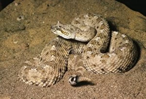 Images Dated 2nd December 2009: Sidewinder Rattlesnake