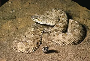Sidewinder Rattlesnake