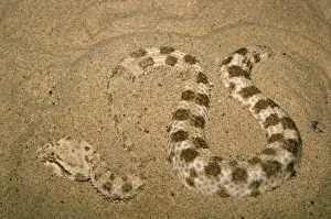 Sidewinder Rattlesnake